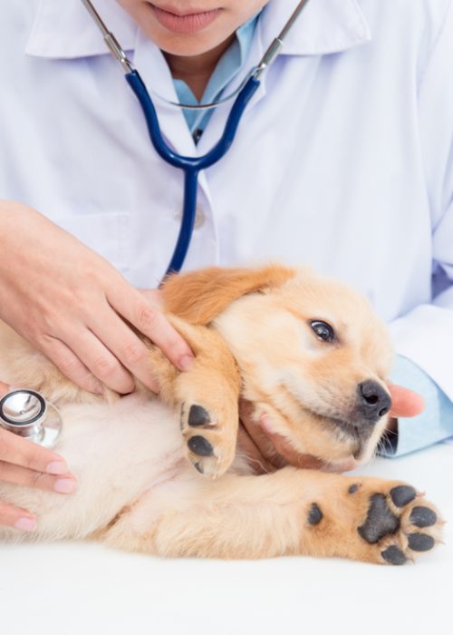 Closeup,Shot,Of,Veterinarian,Hands,Checking,Dog,By,Stethoscope,In